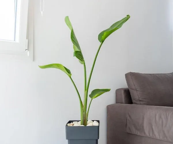 Lägenhet Alex Luxury Downtown House *